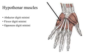 Hypothenar muscles
• Abductor digiti minimi
• Flexor digiti minimi
• Opponens digiti minimi
 