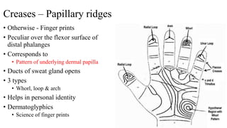 Creases – Papillary ridges
• Otherwise - Finger prints
• Peculiar over the flexor surface of
distal phalanges
• Correspond...