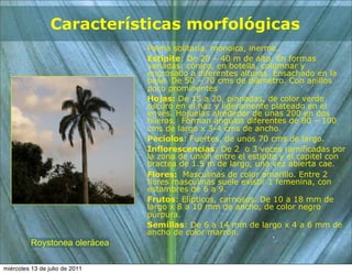 Características morfológicas
                                Palma solitaria, monoica, inerme.
                                Estípite: De 20 – 40 m de alto. En formas
                                variadas: cónico, en botella, columnar y
                                engrosado a diferentes alturas. Ensachado en la
                                base. De 50 – 70 cms de diámetro. Con anillos
                                poco prominentes
                                Hojas: De 15 a 20, pinnadas, de color verde
                                oscuro en el haz y ligeramente plateado en el
                                envés. Hojuelas alrededor de unas 200 en dos
                                hileras. Forman ángulos diferentes de 80 – 100
                                cms de largo x 3-4 cms de ancho.
                                Pecíolos: Fuertes, de unos 70 cms de largo.
                                Inflorescencias: De 2 o 3 veces ramificadas por
                                la zona de unión entre el estipite y el capitel con
                                bractea de 1.5 m de largo, una vez abierta cae.
                                Flores: Masculinas de color amarillo. Entre 2
                                flores masculinas suele existir 1 femenina, con
                                estambres de 6 a 9.
                                Frutos: Elípticos, carnosos. De 10 a 18 mm de
                                largo x 8 a 10 mm de ancho, de color negro
                                púrpura.
                                Semillas: De 6 a 14 mm de largo x 4 a 6 mm de
                                ancho de color marrón.
          Roystonea olerácea

miércoles 13 de julio de 2011
 