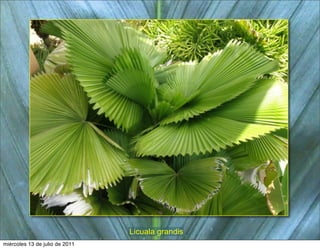 Licuala grandis
miércoles 13 de julio de 2011
 