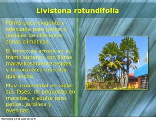 Livistona rotundifolia
   Palma poco exigente y
   adecuada para patios o
   jardines de diferentes
   zonas climáticas.
   El tronco se arropa en su
   tramo superior con fibras
   maravillosamente tejidas
   y la corona es mas alta
   que ancha.
   Muy ornamental en todas
   sus fases, de pequeñas en
   macetas, y adulta para
   patios, jardines y
   avenidas.
miércoles 13 de julio de 2011
 