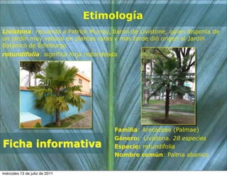 Etimología
Livistona: recuerda a Patrick Murray, barón de Livistone, quien disponía de
un jardín muy valioso en plantas raras y mas tarde dió origen al Jardín
Botánico de Edinburgo
rotundifolia: significa hoja redondeada




                                      Familia: Arecaceae (Palmae)
                                      Género: Livistona. 28 especies
Ficha informativa                     Especie: rotundifolia
                                      Nombre común: Palma abanico


miércoles 13 de julio de 2011
 