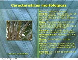 Características morfológicas
                                    Palmera solitaria y armada.
                                    Estípite: De 10– 15m de alto, 20- 30
                                    cms de diámetro. Cubierto por
                                    muchos años por los restos foliares y
                                    luego liso.
                                    Hojas: Casi redondas, de 1-5 m de
                                    diámetro, decolor verde oscuro.
                                    Dividididas en los bordes hasta mas o
                                    menos un tercio de su radio.
                                    Pecíolos: De 1.7 m de largo, con
                                    espinas encorvadas de color marrón.
                                    Inflorescencias: Axilares, de 1.8 m
                                    de largo.
                                    Flores: Hermafroditas, de color
                                    amarillo.
                                    Frutos: Esféricos de unos 2 cms de
                                    diámetro, de color anaranjado a rojo
                                    intenso. De color marrón negruzco al
                                    madurar.
                                    Semillas: De 1.5 cm de diámetro de
           Livistona rotundifolia   color marrón.

miércoles 13 de julio de 2011
 