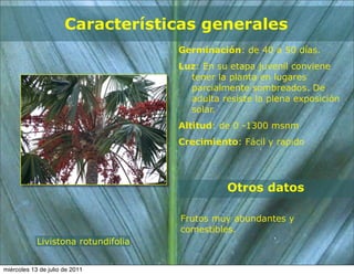 Características generales
                                     Germinación: de 40 a 50 días.
                                     Luz: En su etapa juvenil conviene
                                       tener la planta en lugares
                                       parcialmente sombreados. De
                                       adulta resiste la plena exposición
                                       solar.
                                     Altitud: de 0 -1300 msnm
                                     Crecimiento: Fácil y rapido




                                               Otros datos

                                     Frutos muy abundantes y
                                     comestibles.
            Livistona rotundifolia


miércoles 13 de julio de 2011
 
