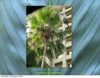 Livistona rotundifolia
miércoles 13 de julio de 2011
 