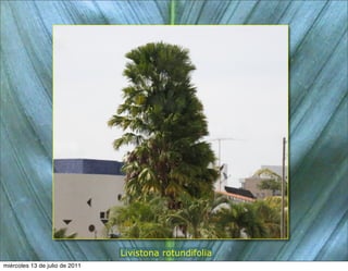 Livistona rotundifolia
miércoles 13 de julio de 2011
 