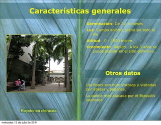 Características generales
                                    Germinación: De 2 a 4 meses
                                    Luz: Campo abierto, pleno sol todo el
                                       día
                                    Altitud: 0 - 1500 msnm
                                    Crecimiento: Rápido. A los 3 años se
                                       puede plantar en el sitio definitivo.




                                              Otros datos

                                    Las flores son muy vistosas y visitadas
                                    por abejas y pegones.
                                    La palma mas atacada por el Brassolis
                                    saphorae


               Roystonea olerácea

miércoles 13 de julio de 2011
 