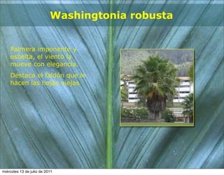 Washingtonia robusta


    Palmera imponente y
    esbelta, el viento la
    mueve con elegancia.
    Destaca el faldón que le
    hacen las hojas viejas




miércoles 13 de julio de 2011
 