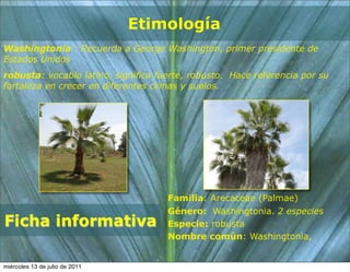 Etimología
Washingtonia : Recuerda a George Washington, primer presidente de
Estados Unidos
robusta: vocablo latino, significa fuerte, robusto. Hace referencia por su
fortaleza en crecer en diferentes climas y suelos.




                                     Familia: Arecaceae (Palmae)
                                     Género: Washingtonia. 2 especies
Ficha informativa                    Especie: robusta
                                     Nombre común: Washingtonia,


miércoles 13 de julio de 2011
 