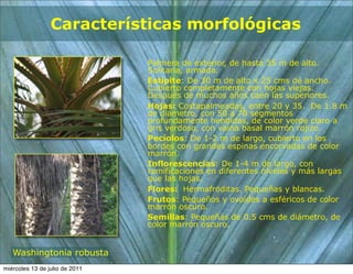 Características morfológicas

                                Palmera de exterior, de hasta 35 m de alto.
                                Solitaria, armada.
                                Estípite: De 30 m de alto x 25 cms de ancho.
                                Cubierto completamente con hojas viejas.
                                Después de muchos años caen las superiores.
                                Hojas: Costapalmeadas, entre 20 y 35. De 1.8 m
                                de diámetro, con 50 a 70 segmentos
                                profundamente hendidas, de color verde claro a
                                gris verdoso, con vaina basal marrón rojizo.
                                Pecíolos: De 1-2 m de largo, cubierto en los
                                bordes con grandes espinas encorvadas de color
                                marrón.
                                Inflorescencias: De 1-4 m de largo, con
                                ramificaciones en diferentes niveles y más largas
                                que las hojas.
                                Flores: Hermafroditas. Pequeñas y blancas.
                                Frutos: Pequeños y ovoides a esféricos de color
                                marrón oscuro.
                                Semillas: Pequeñas de 0.5 cms de diámetro, de
                                color marrón oscuro.


   Washingtonia robusta
miércoles 13 de julio de 2011
 
