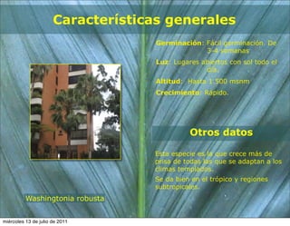 Características generales
                                    Germinación: Fácil germinación. De
                                                 3-4 semanas
                                    Luz: Lugares abiertos con sol todo el
                                                  día.
                                    Altitud: Hasta 1.500 msnm
                                    Crecimiento: Rápido.




                                              Otros datos

                                   Esta especie es la que crece más de
                                   prisa de todas las que se adaptan a los
                                   climas templados.
                                   Se da bien en el trópico y regiones
                                   subtropicales.
          Washingtonia robusta


miércoles 13 de julio de 2011
 