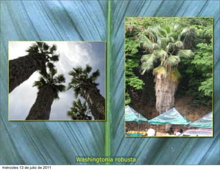 Washingtonia robusta
miércoles 13 de julio de 2011
 