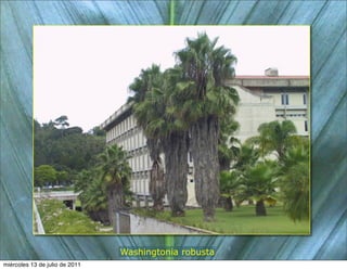 Washingtonia robusta
miércoles 13 de julio de 2011
 