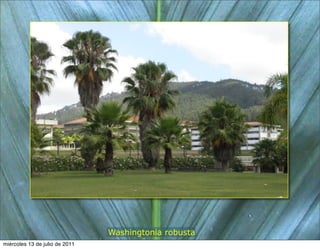 Washingtonia robusta
miércoles 13 de julio de 2011
 