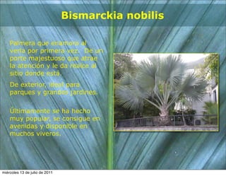 Bismarckia nobilis

    Palmera que enamora al
    verla por primera vez. De un
    porte majestuoso que atrae
    la atención y le da realce al
    sitio donde está.
    De exterior, ideal para
    parques y grandes jardines.


    Últimamente se ha hecho
    muy popular, se consigue en
    avenidas y disponible en
    muchos viveros.




miércoles 13 de julio de 2011
 