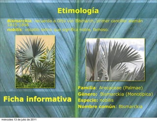 Etimología
    Bismarckia: recuerda a Otto von Bismarch, primer canciller alemán
    1815-1898
    nobilis: vocablo latino que significa noble, famoso.




                                     Familia: Arecaceae (Palmae)
                                     Género: Bismarckia (Monotípica)
 Ficha informativa                   Especie: nobilis
                                     Nombre común: Bismarckia

miércoles 13 de julio de 2011
 