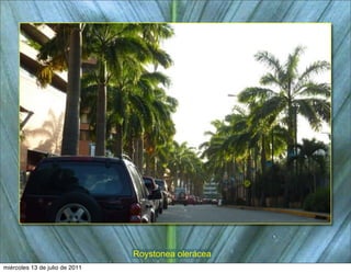 Roystonea olerácea
miércoles 13 de julio de 2011
 