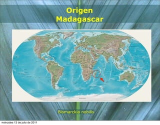 Origen
                                Madagascar




                                Bismarckia nobilis

miércoles 13 de julio de 2011
 