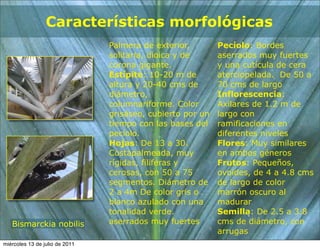 Características morfológicas
                                Palmera de exterior,        Pecíolo: Bordes
                                solitaria, dioica y de      aserrados muy fuertes
                                corona gigante.             y una cutícula de cera
                                Estípite: 10-20 m de        aterciopelada. De 50 a
                                altura y 20-40 cms de       70 cms de largo
                                diámetro,                   Inflorescencia:
                                columnariforme. Color       Axilares de 1.2 m de
                                grisáseo, cubierto por un   largo con
                                tiempo con las bases del    ramificaciones en
                                pecíolo.                    diferentes niveles
                                Hojas: De 13 a 30.          Flores: Muy similares
                                Costapalmeada, muy          en ambos géneros
                                rígidas, filiferas y        Frutos: Pequeños,
                                cerosas, con 50 a 75        ovoides, de 4 a 4.8 cms
                                segmentos. Diámetro de      de largo de color
                                2 a 4m De color gris o      marrón oscuro al
                                blanco azulado con una      madurar
                                tonalidad verde.            Semilla: De 2.5 a 3.8
   Bismarckia nobilis           aserrados muy fuertes       cms de diámetro, con
                                                            arrugas
miércoles 13 de julio de 2011
 