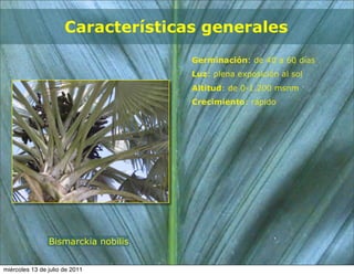 Características generales
                                     Germinación: de 40 a 60 días
                                     Luz: plena exposición al sol
                                     Altitud: de 0-1.200 msnm
                                     Crecimiento: rápido




                Bismarckia nobilis


miércoles 13 de julio de 2011
 