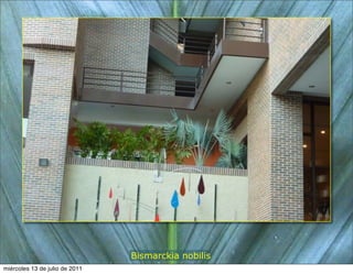 Bismarckia nobilis
miércoles 13 de julio de 2011
 