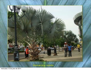 Bismarckia nobilis
miércoles 13 de julio de 2011
 