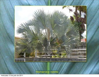 Bismarckia nobilis
miércoles 13 de julio de 2011
 