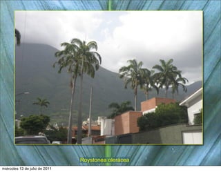 Roystonea olerácea
miércoles 13 de julio de 2011
 