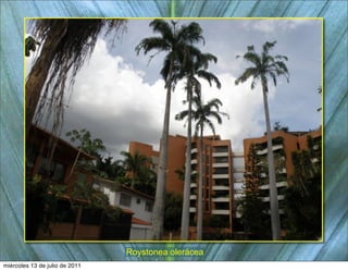 Roystonea olerácea
miércoles 13 de julio de 2011
 