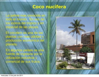 Coco nucífera
      La palma mas conocida en
      todo el mundo. Es uno de
      los iconos del trópico y en
      especial de las playas.
      El cocotero es una de las
      plantas con mas utilidad y
      producción económica del
      planeta.
      En algunos países es una
      fuente de ingresos por la
      utilización industrial y
      comercial de sus frutos.



miércoles 13 de julio de 2011
 