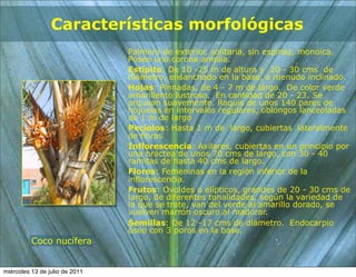 Características morfológicas
                                Palmera de exterior, solitaria, sin espinas, monoica.
                                Posee una corona amplia.
                                Estípite: De 10 -25 m de altura y 20 - 30 cms de
                                diámetro, ensanchado en la base, a menudo inclinado.
                                Hojas: Pinnadas, de 4 - 7 m de largo. De color verde
                                amarillento lustroso. En cantidad de 20 - 23. Se
                                arquean suavemente. Raquis de unos 140 pares de
                                hojuelas en intervalos regulares, oblongos lanceoladas
                                de 1 m de largo
                                Pecíolos: Hasta 1 m de largo, cubiertas lateralmente
                                de fibras
                                Inflorescencia: Axilares, cubiertas en un principio por
                                una bráctea de unos 70 cms de largo, con 30 - 40
                                ramitas de hasta 40 cms de largo.
                                Flores: Femeninas en la región inferior de la
                                inflorescencia.
                                Frutos: Ovoides o elípticos, grandes de 20 - 30 cms de
                                largo, de diferentes tonalidades, según la variedad de
                                la que se trate, van del verde al amarillo dorado, se
                                vuelven marrón oscuro al madurar.
                                Semillas: De 12 -17 cms de diámetro. Endocarpio
                                óseo con 3 poros en la base.
          Coco nucífera


miércoles 13 de julio de 2011
 