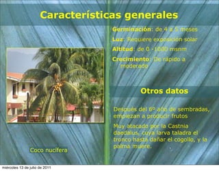 Características generales
                                   Germinación: de 4 a 5 meses
                                   Luz: Requiere exposición solar
                                   Altitud: de 0 -1000 msnm
                                   Crecimiento: De rápido a
                                     moderado



                                             Otros datos

                                   Después del 6º año de sembradas,
                                   empiezan a producir frutos
                                   Muy atacado por la Castnia
                                   daedalus, cuya larva taladra el
                                   tronco hasta dañar el cogollo, y la
                                   palma muere.
                Coco nucífera


miércoles 13 de julio de 2011
 