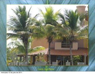 Coco nucífera
miércoles 13 de julio de 2011
 