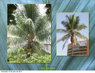 Coco nucífera
miércoles 13 de julio de 2011
 