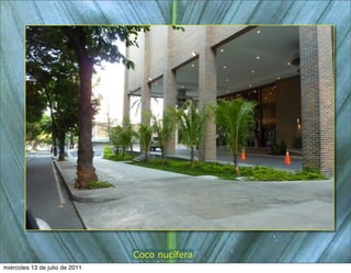 Coco nucífera
miércoles 13 de julio de 2011
 