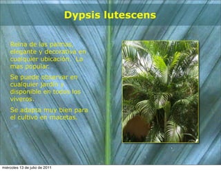 Dypsis lutescens

    Reina de las palmas,
    elegante y decorativa en
    cualquier ubicación. La
    mas popular.
    Se puede observar en
    cualquier jardín y
    disponible en todos los
    viveros.
    Se adapta muy bien para
    el cultivo en macetas.




miércoles 13 de julio de 2011
 