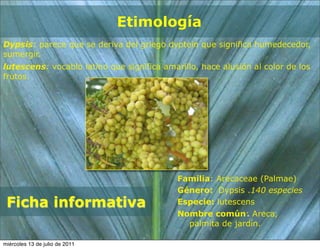 Etimología
Dypsis: parece que se deriva del griego dyptein que significa humedecedor,
sumergir.
lutescens: vocablo latino que significa amarillo, hace alusión al color de los
frutos.




                                            Familia: Arecaceae (Palmae)
                                            Género: Dypsis .140 especies
 Ficha informativa                          Especie: lutescens
                                            Nombre común: Areca,
                                              palmita de jardín.

miércoles 13 de julio de 2011
 