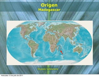 Origen
                                Madagascar




                                Dypsis lutescens

miércoles 13 de julio de 2011
 