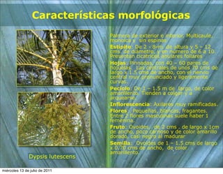 Características morfológicas
                                  Palmera de exterior e interior. Multicaule,
                                  monoica y sin espinas
                                  Estípite: De 2 - 8-m. de altura y 5 – 12
                                  cms. de diámetro, y en número de 6 a 10.
                                  Presentan cicatrices anulares foliares
                                  Hojas: Pinnadas, con 40 – 60 pares de
                                  hojuelas. Las centrales de unos 70 cms de
                                  largo x 1.5 cms de ancho, con el nervio
                                  central muy pronunciado y ligeramente
                                  curvas.
                                  Pecíolo: De 1 – 1.5 m de largo, de color
                                  amarillento. Tienden a colgar y a
                                  arquearse.
                                  Inflorescencia: Axilares muy ramificadas.
                                  Flores:. Pequeñas, blancas, fragantes.
                                  Entre 2 flores masculinas suele haber 1
                                  femenina.
                                  Fruto: Ovoides, de 2 cms . de largo x 1cm
                                  de ancho, poco carnoso y de color amarillo
                                  dorado, casi negro al madurar
                                  Semilla: Ovoides de 1 – 1.5 cms de largo
                                  x 0.70 cms de ancho, de color
                                  amarillento.
               Dypsis lutescens

miércoles 13 de julio de 2011
 