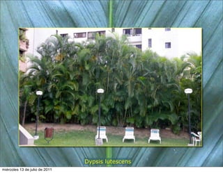 Dypsis lutescens
miércoles 13 de julio de 2011
 