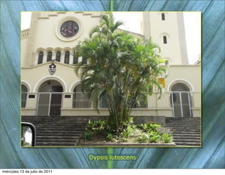 Dypsis lutescens

miércoles 13 de julio de 2011
 