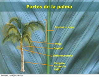 Partes de la palma



                                           Corona o copa




                                           Hoja
                                          Capitel

                                          Inflorescencia


                                          Estípite,
                                          tronco o
                                          tallo            3
                                                           3


miércoles 13 de julio de 2011
 
