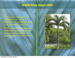 Veitchia merrillii


     Palma muy cultivada, se
     encuentra en calles y
     avenidas de urbanizaciones,
     y en pequeños jardines.
     Palma de mediana altura y
     elegante capitel. Produce
     racimos abundantes con
     frutos rojos muy llamativos.




miércoles 13 de julio de 2011
 
