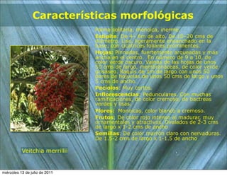 Características morfológicas
                                Palma solitaria, monoica, inerme.
                                Estípite: De 4– 6m de alto. De 10–20 cms de
                                diámetro. Liso, ligeramente ensanchado en la
                                base, con cicatrices foliares prominentes.
                                Hojas: Pinnadas, fuertemente arqueadas y más
                                ancha en el centro. En número de 9 a 10, de
                                color verde oscuro. Vainas de las hojas de unos
                                50 cms de largo, membranáceas, de color verde
                                grisáseo. Raquis de 1m de largo con unos 50
                                pares de hojuelas de unos 50 cms de largo y unos
                                5 cms de ancho.
                                Pecíolos: Muy cortos.
                                Inflorescencias: Pedunculares. Con muchas
                                ramificaciones, de color cremoso, de bactreas
                                verdes y lisas.
                                Flores: Monoicas, color blanco a cremoso.
                                Frutos: De color rojo intenso al madurar, muy
                                ornamentales y atractivos. Ovalados de 2-3 cms
                                de largo x 1-2 cms de ancho
                                Semillas: De color marrón claro con nervaduras.
                                De 1.5-2 cms de largo x 1-1.5 de ancho

           Veitchia merrillii


miércoles 13 de julio de 2011
 