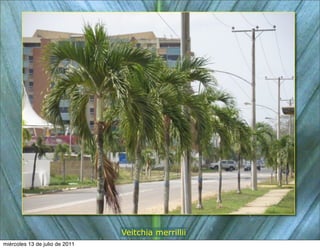 Veitchia merrillii
miércoles 13 de julio de 2011
 