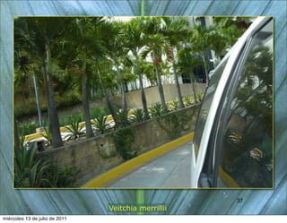 37
                                                     37
                                Veitchia merrillii
miércoles 13 de julio de 2011
 