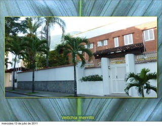 Veitchia merrillii
miércoles 13 de julio de 2011
 