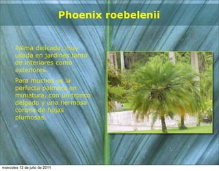 Phoenix roebelenii


       Palma delicada, muy
       usada en jardines tanto
       de interiores como
       exteriores.
       Para muchos es la
       perfecta palmera en
       miniatura, con un tronco
       delgado y una hermosa
       corona de hojas
       plumosas.




miércoles 13 de julio de 2011
 