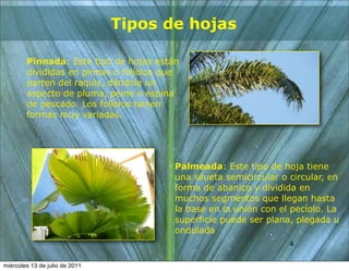 Tipos de hojas

        Pinnada: Este tipo de hojas están
        divididas en pinnas o folíolos que
        parten del raquis, dándole un
        aspecto de pluma, peine o espina
        de pescado. Los folíolos tienen
        formas muy variadas.




                                         Palmeada: Este tipo de hoja tiene
                                         una silueta semicircular o circular, en
                                         forma de abanico y dividida en
                                         muchos segmentos que llegan hasta
                                         la base en la unión con el pecíolo. La
                                         superficie puede ser plana, plegada u
                                         ondulada
                                                                    4
                                                                    4


miércoles 13 de julio de 2011
 