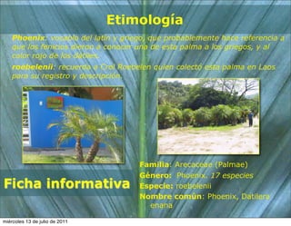 Etimología
    Phoenix: vocablo del latín y griego, que probablemente hace referencia a
    que los fenicios dieron a conocer una de esta palma a los griegos, y al
    color rojo de los dátiles.
    roebelenii: recuerda a Crol Roebelen quien colectó esta palma en Laos
    para su registro y descripción.




                                     Familia: Arecaceae (Palmae)
                                     Género: Phoenix. 17 especies
Ficha informativa                    Especie: roebelenii
                                     Nombre común: Phoenix, Datilera
                                       enana

miércoles 13 de julio de 2011
 